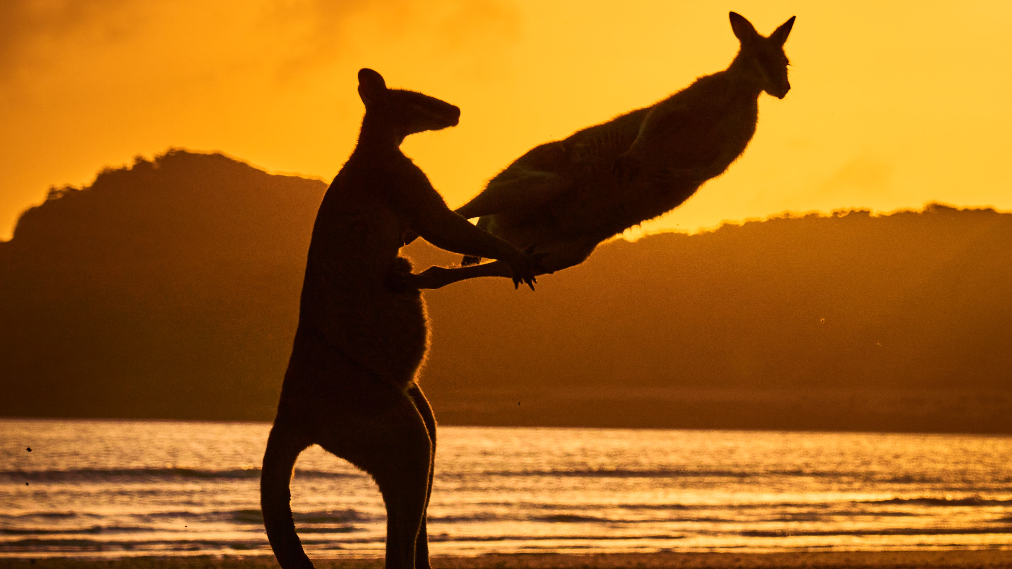 Dos canguros juegan (o pelean) en una playa australiana contra un amanecer naranja.