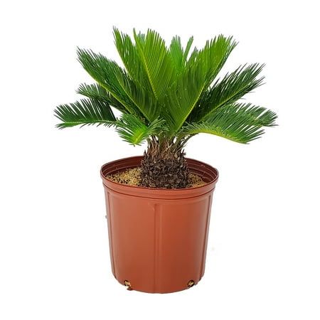 5 Japanese Indoor Plants That Will Bring a Sense of Calm | Livingetc