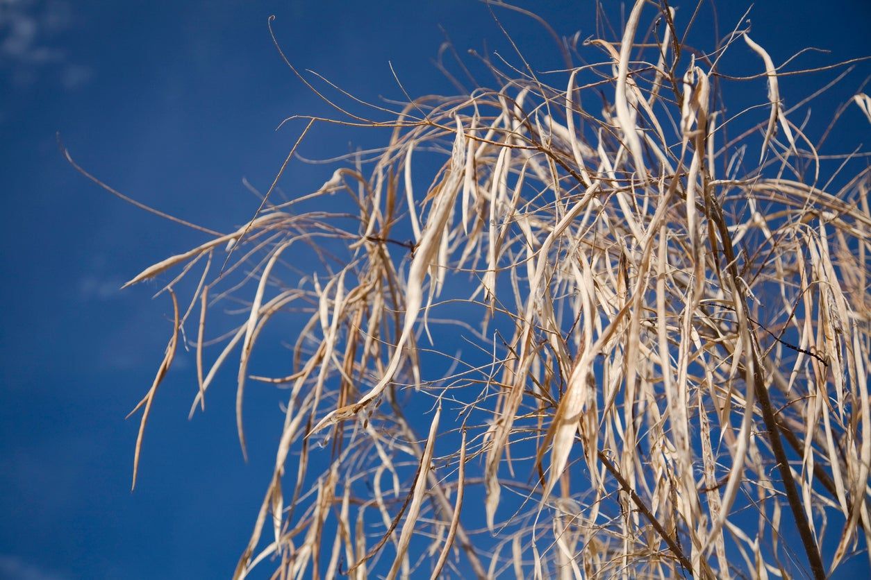 Desert Willow Tree