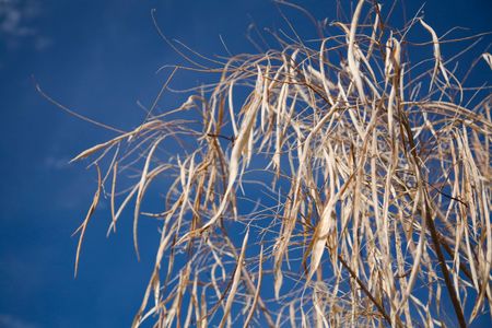 Desert Willow Tree