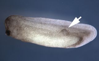 tadpole with eye on its tail