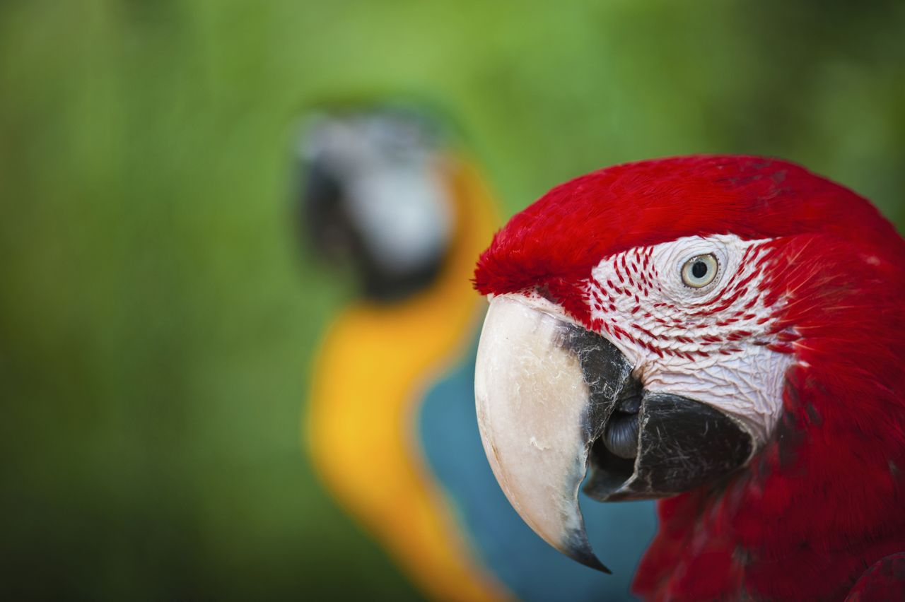 Andrew Jackon&amp;#039;s pet parrot was kicked out of his funeral