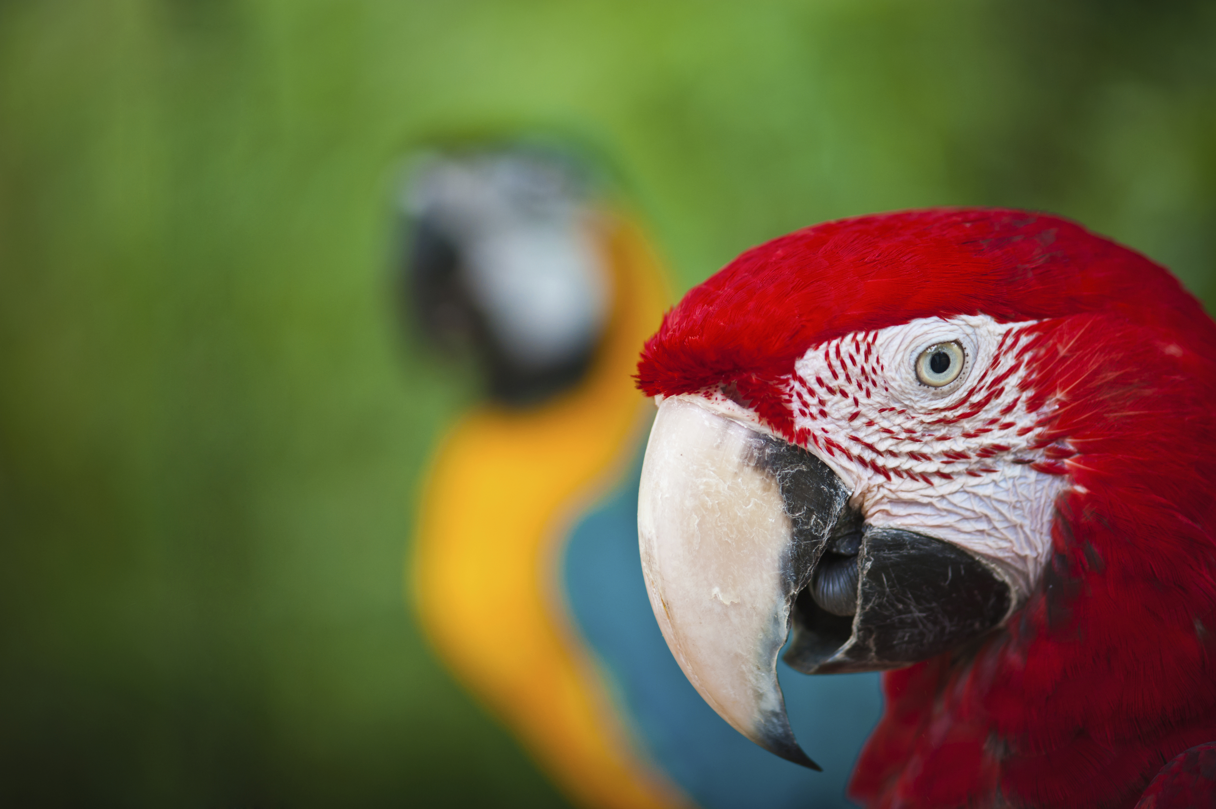 Andrew Jackon's pet parrot was kicked out of his funeral