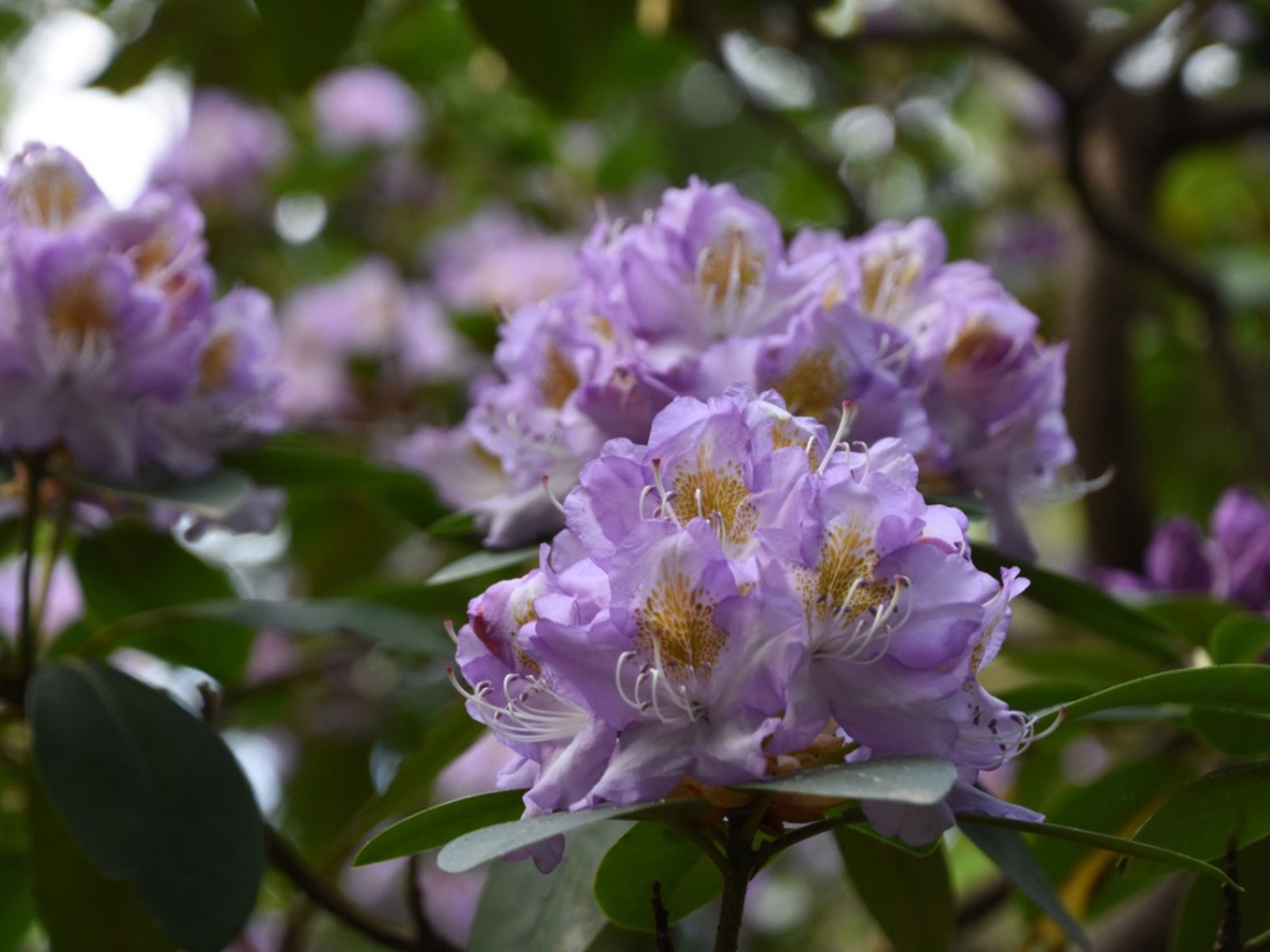 Rhododendrons For Zone 3 Gardens: Suitable Rhododendrons For Cold Climates  | Gardening Know How