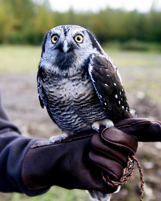 Northern Hawk Owl