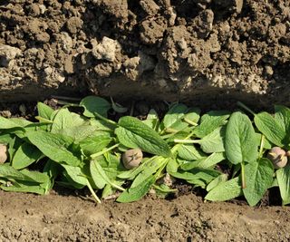 Growing potatoes in a trench lined with comfrey leaves