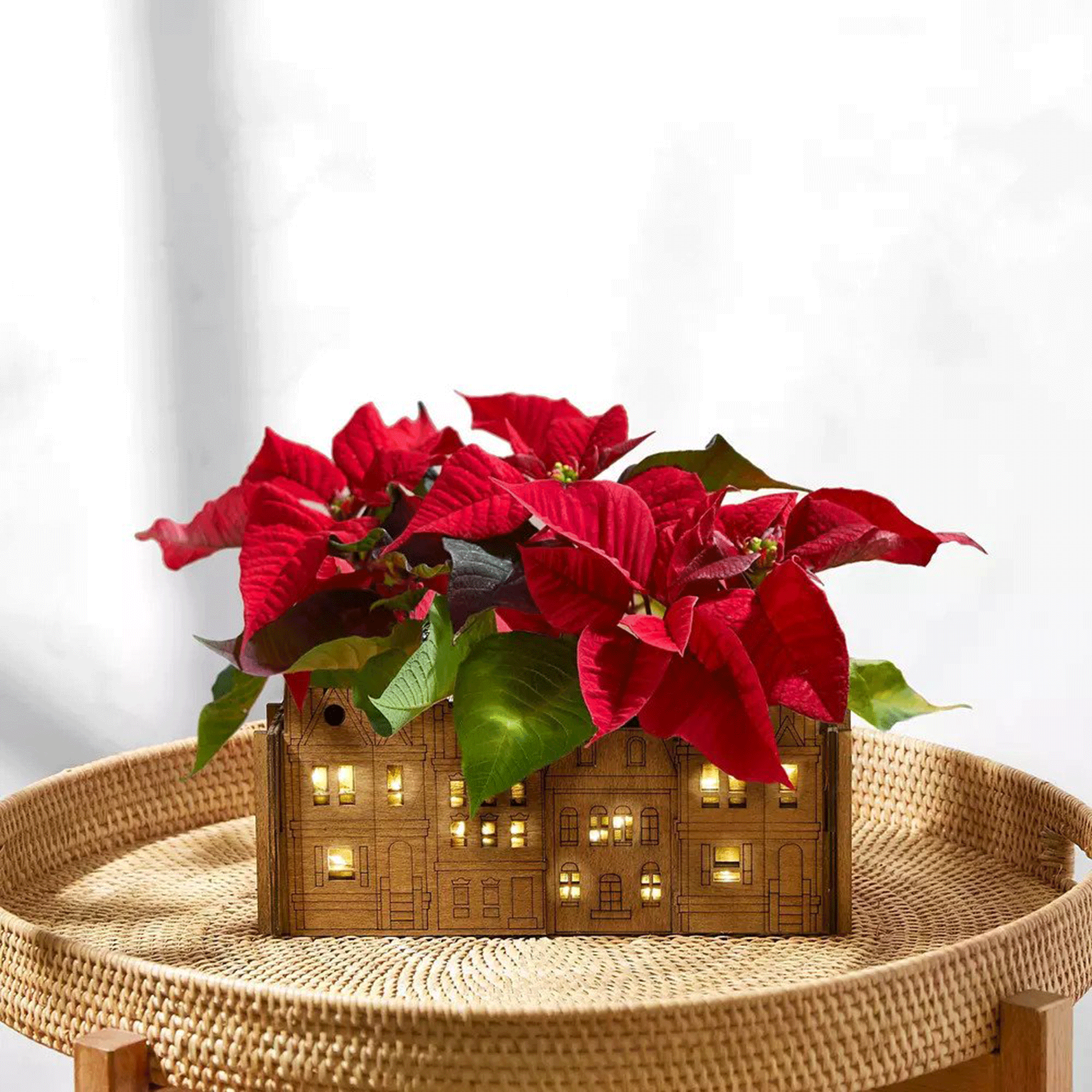 poinsettia in house pot