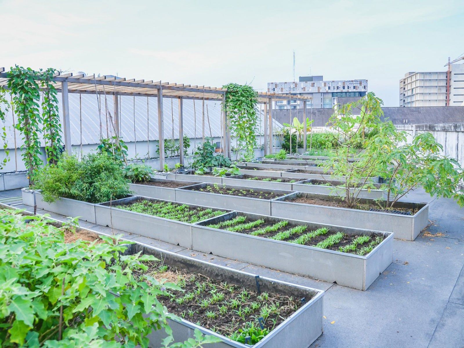 Rooftop garden with raised planters and outdoor seating