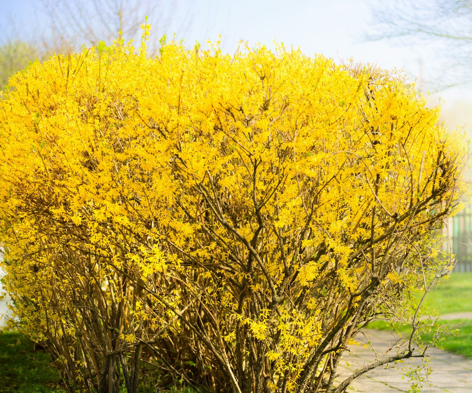 How to grow forsythia expert tips Homes and Gardens