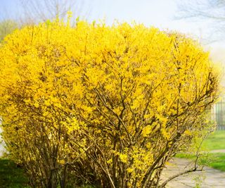 Forsythia shrub with yellow blossom