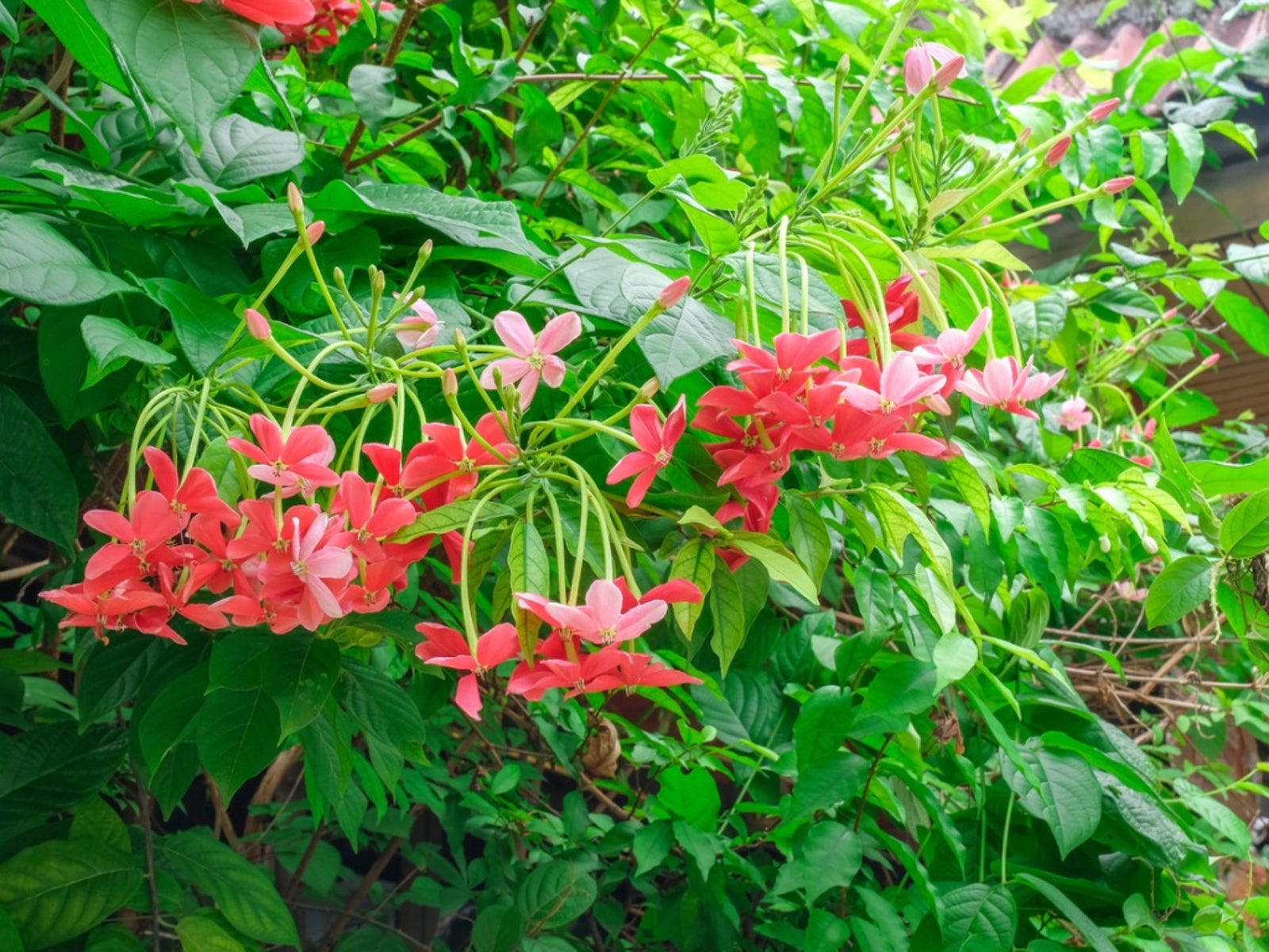 Rangoon Creeper Plant (quisqualis indica)