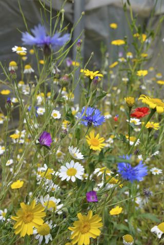 how to plant a wildflower meadow