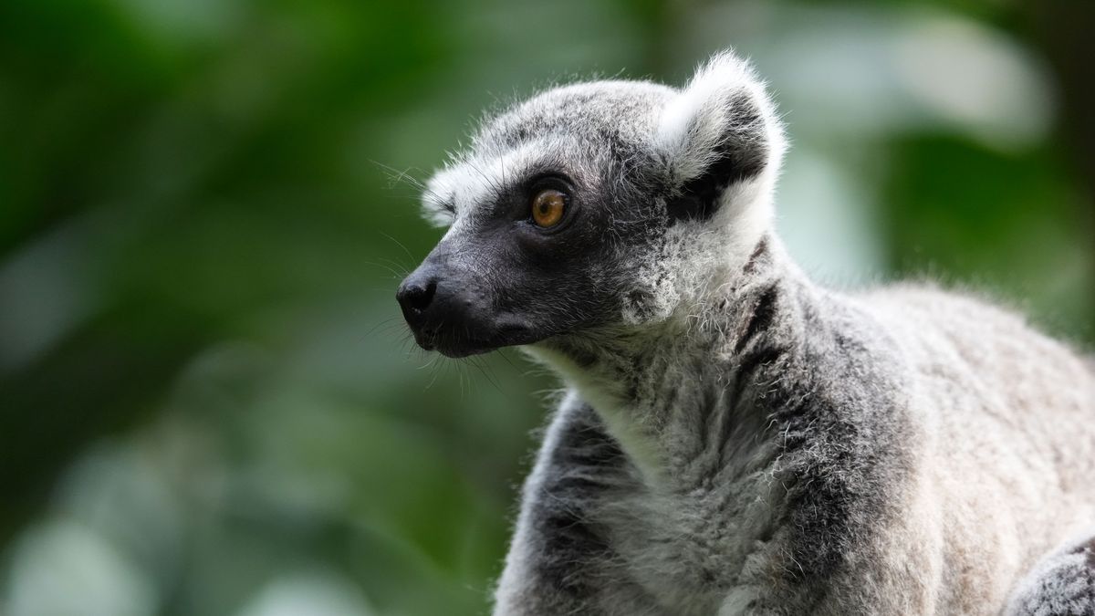 A selection of wildlife photos taken with the Sony Alpha 7R VI mirrorless camera.