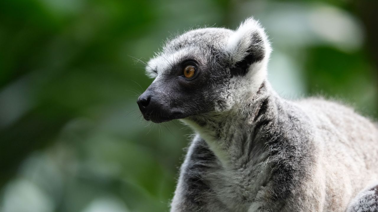 A selection of wildlife photos taken with the Sony Alpha 7R VI mirrorless camera.