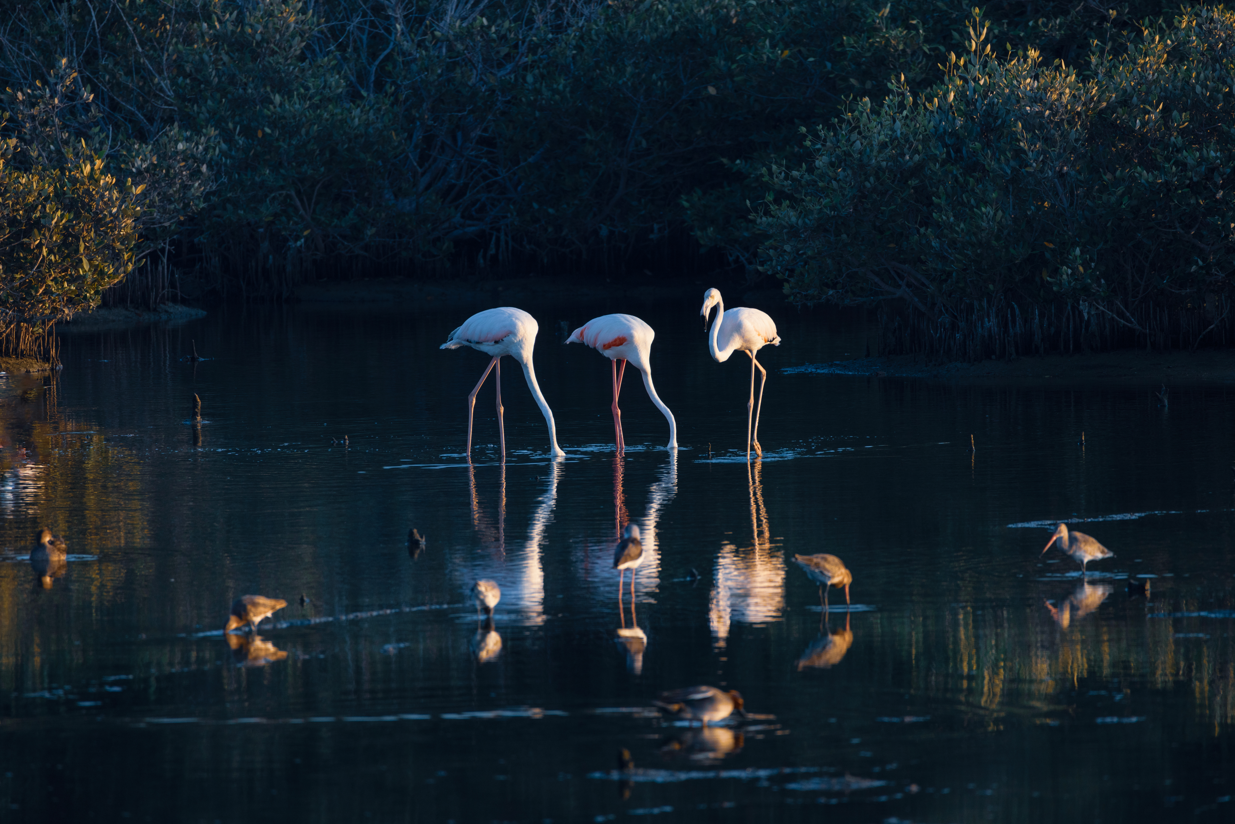 Flamingos in a lake at Al Zorah