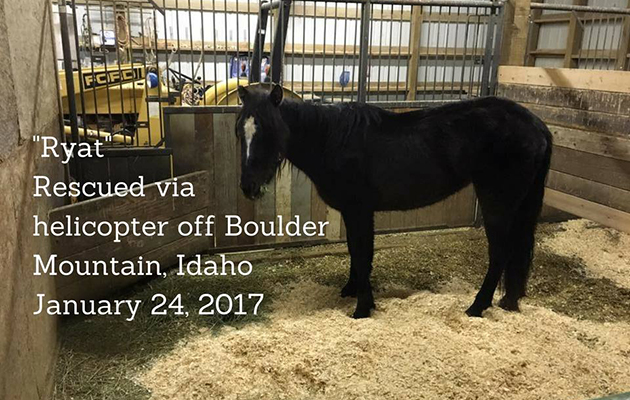 Idaho Horse Rescue