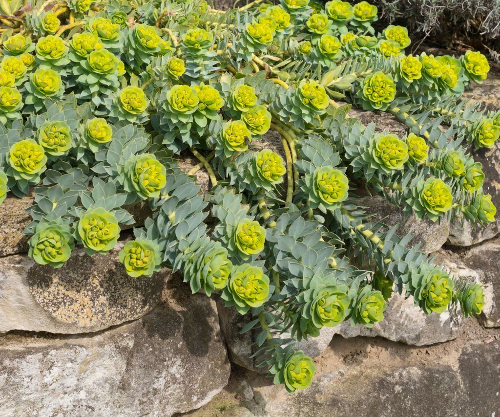 View of Best drought-tolerant ground cover plants: 12 low-growing plants ...