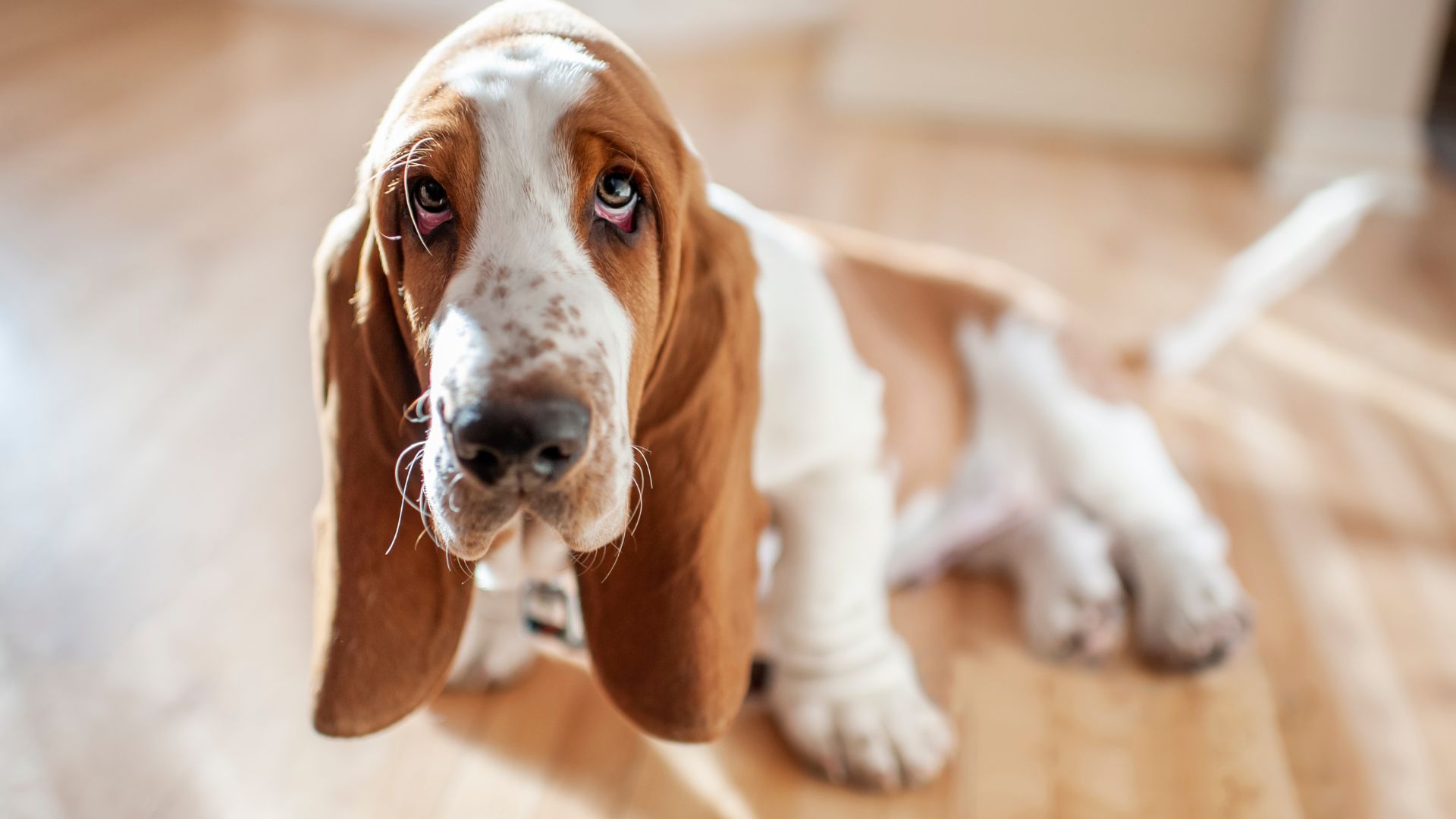 Basset hound with floppy ears