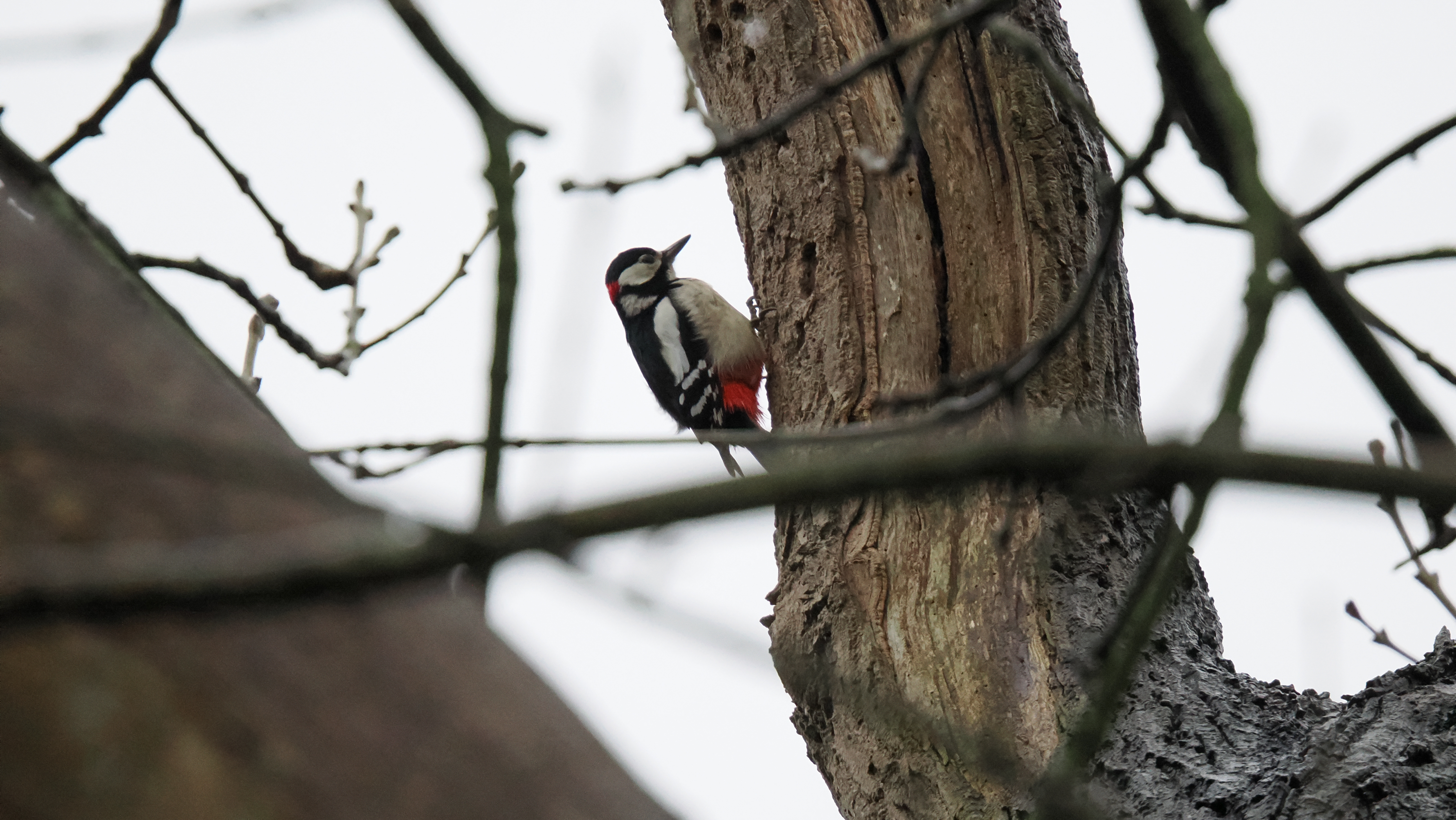 A photo taken on an OM System OM-1 Mark II Micro Four Thirds mirrorless camera