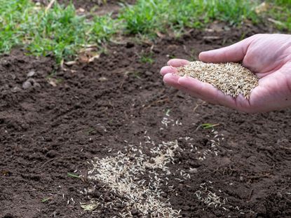 Hand Spreading Seeds Over A Dirt Patch On The Lawn