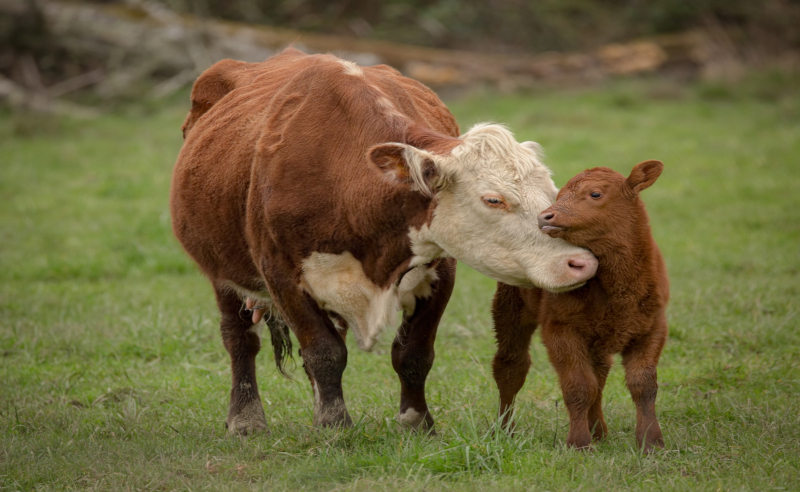 What to do when you encounter a field of cows | Advnture