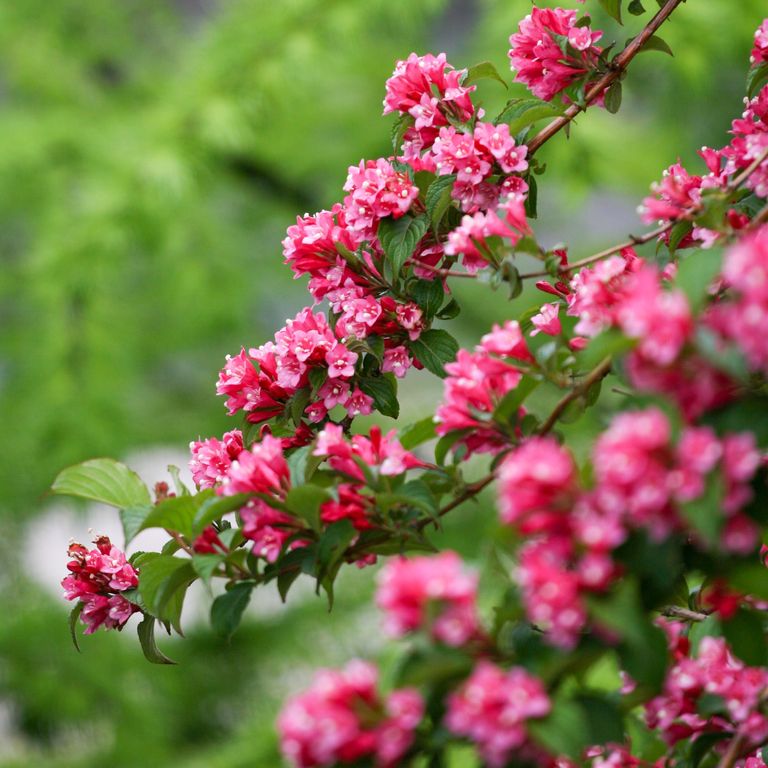 This is when to prune weigela for more flowers next year Ideal Home