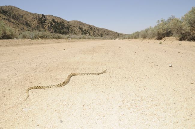 Gopher Snake Facts | Live Science