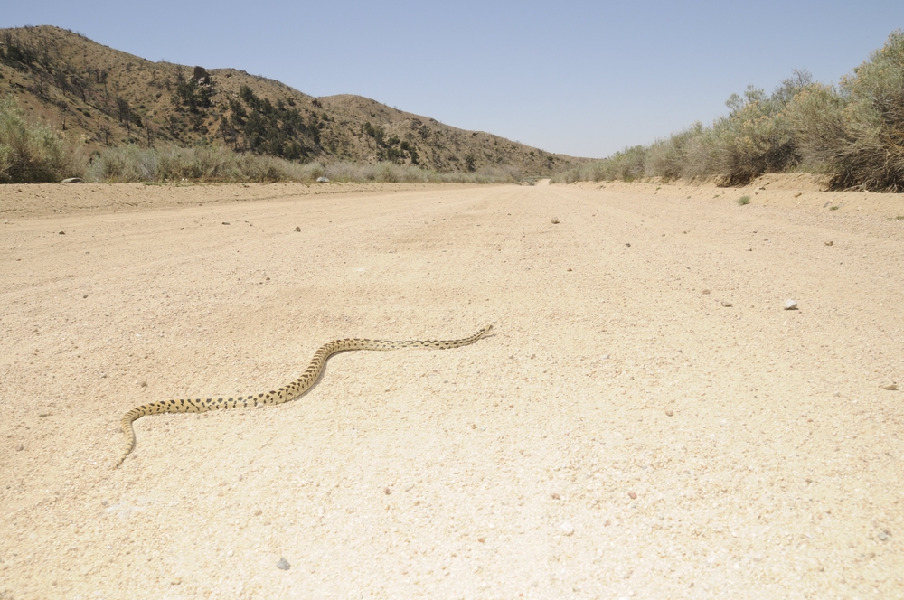 Gopher snakes like to stretch out in the sun on a hot road. This habit puts them at risk for being run over by vehicles.