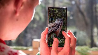 Looking at a photo of an owl on a Samsung Galaxy S22 Ultra