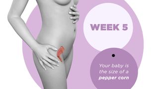 Pregnancy week by week 5