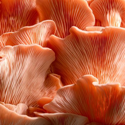 homegrown pink oyster mushrooms 