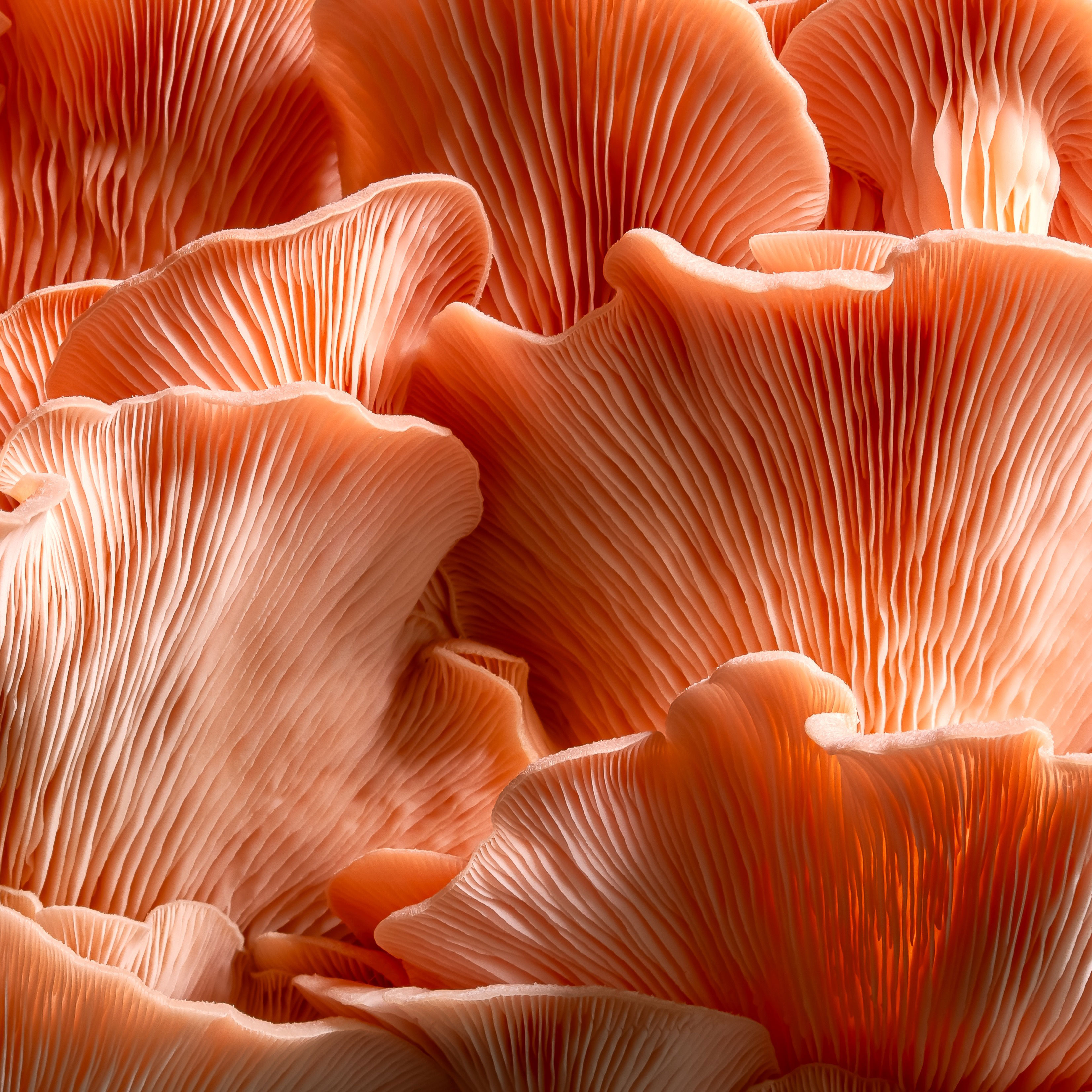 homegrown pink oyster mushrooms 