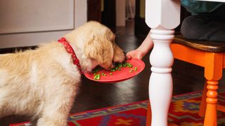 Feeding hotsell dogs peas