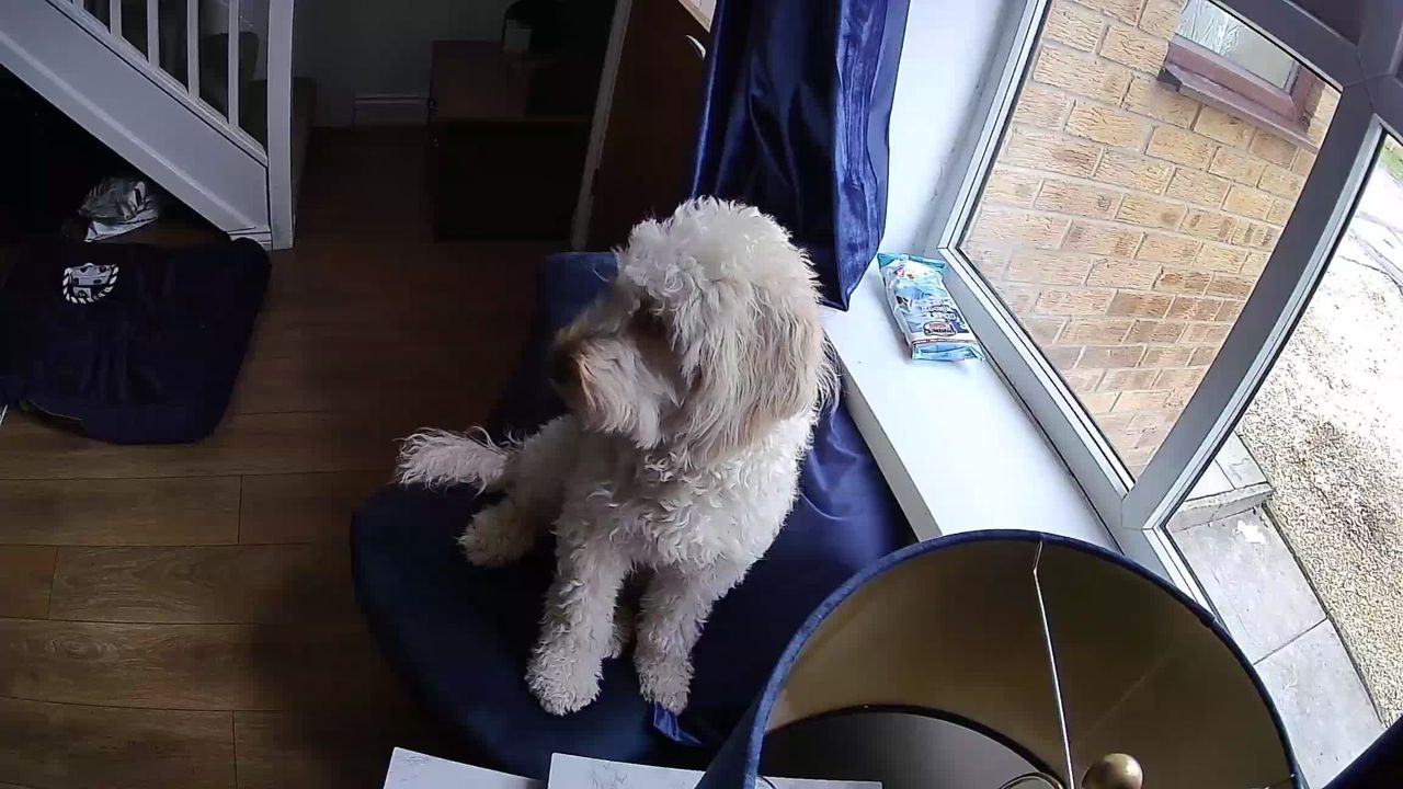 SpotCam Mibo pet camera review