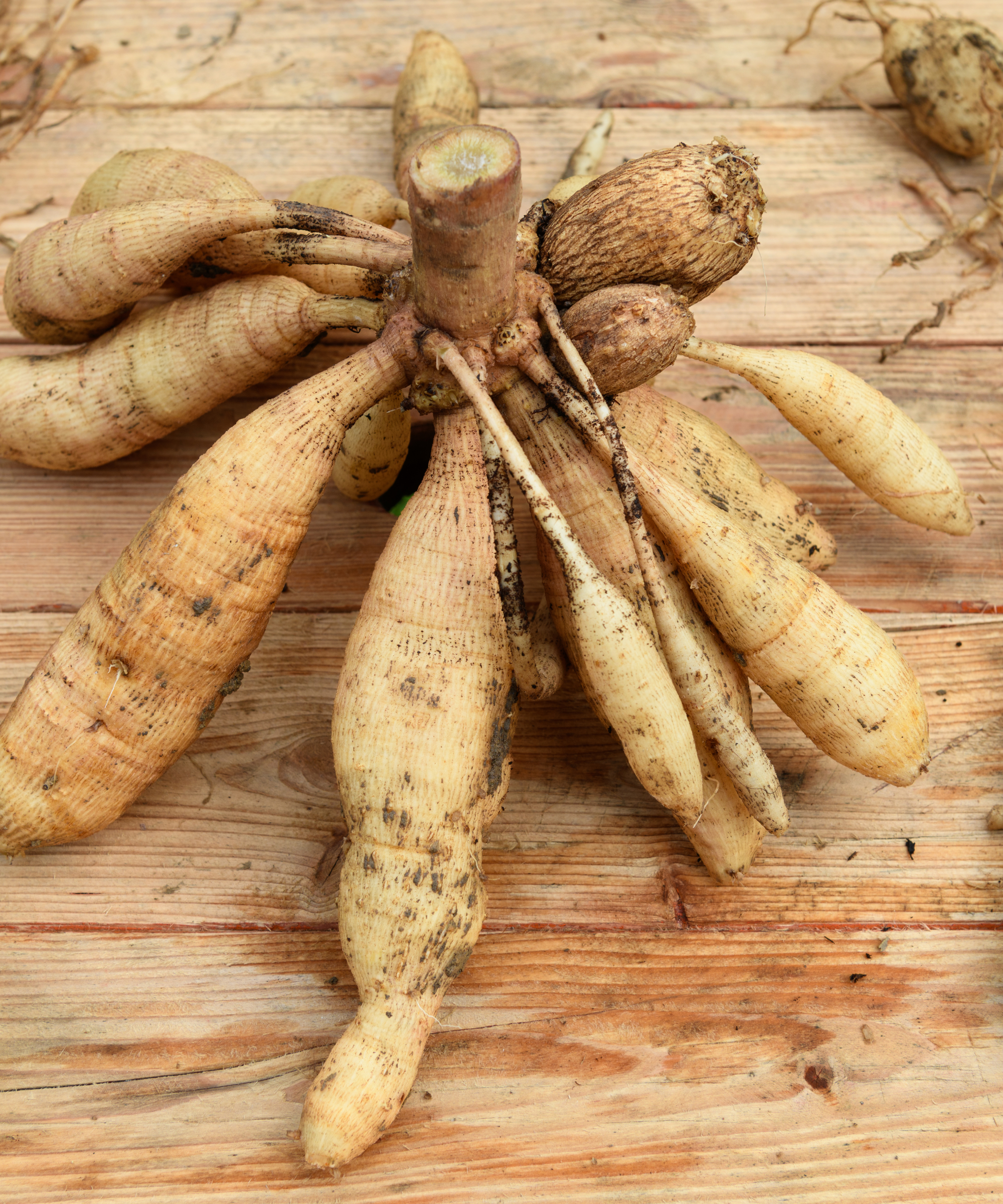 Dormant dahlia tuber