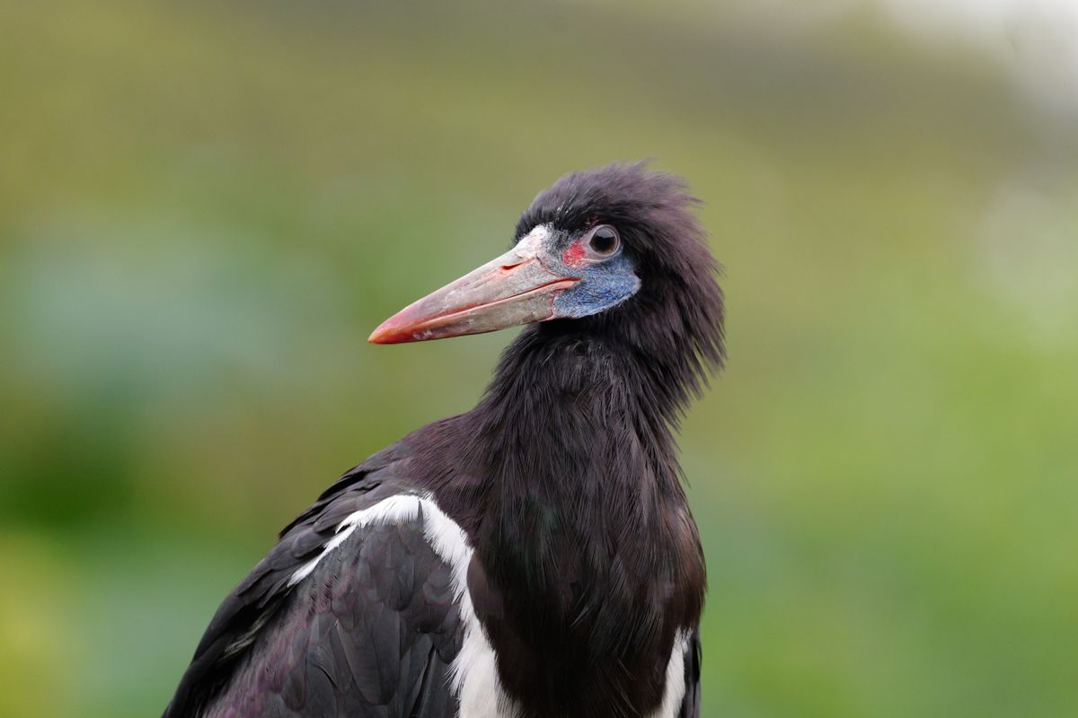 Close up of a colourful storks head