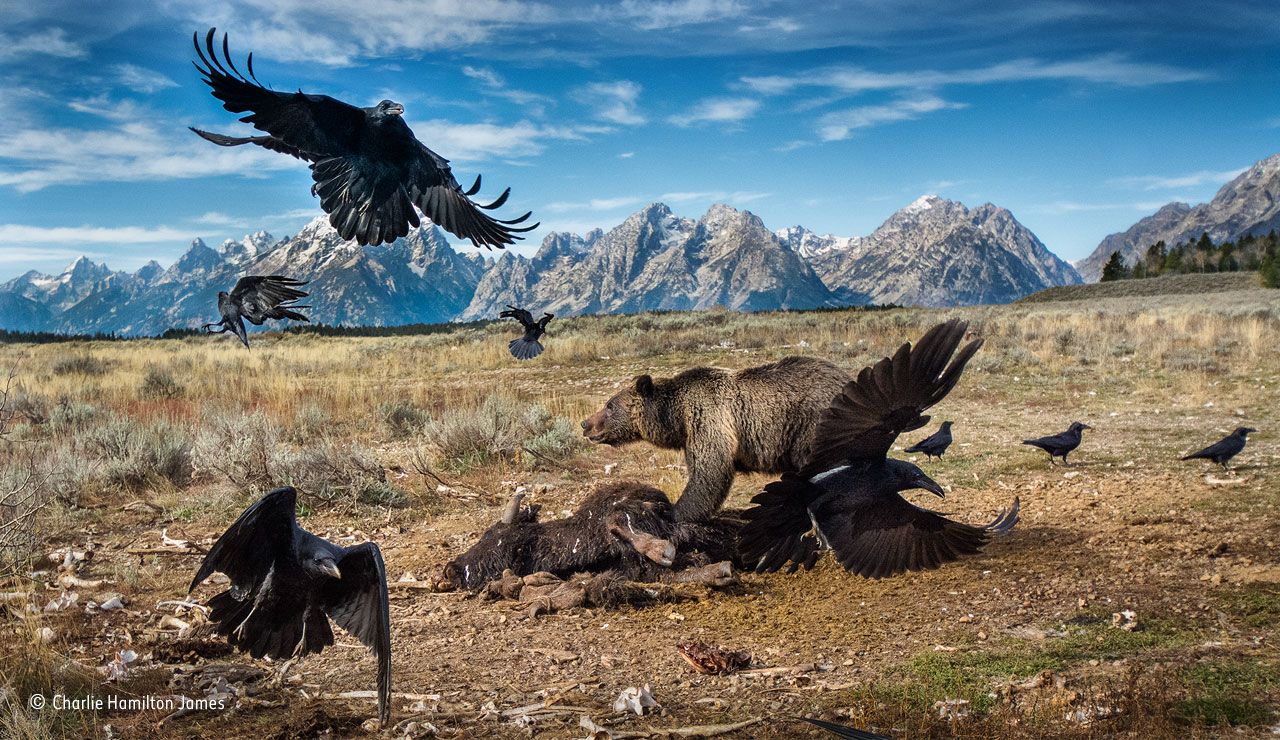 &copy; Charlie Hamilton James / Wildlife Photographer of the Year