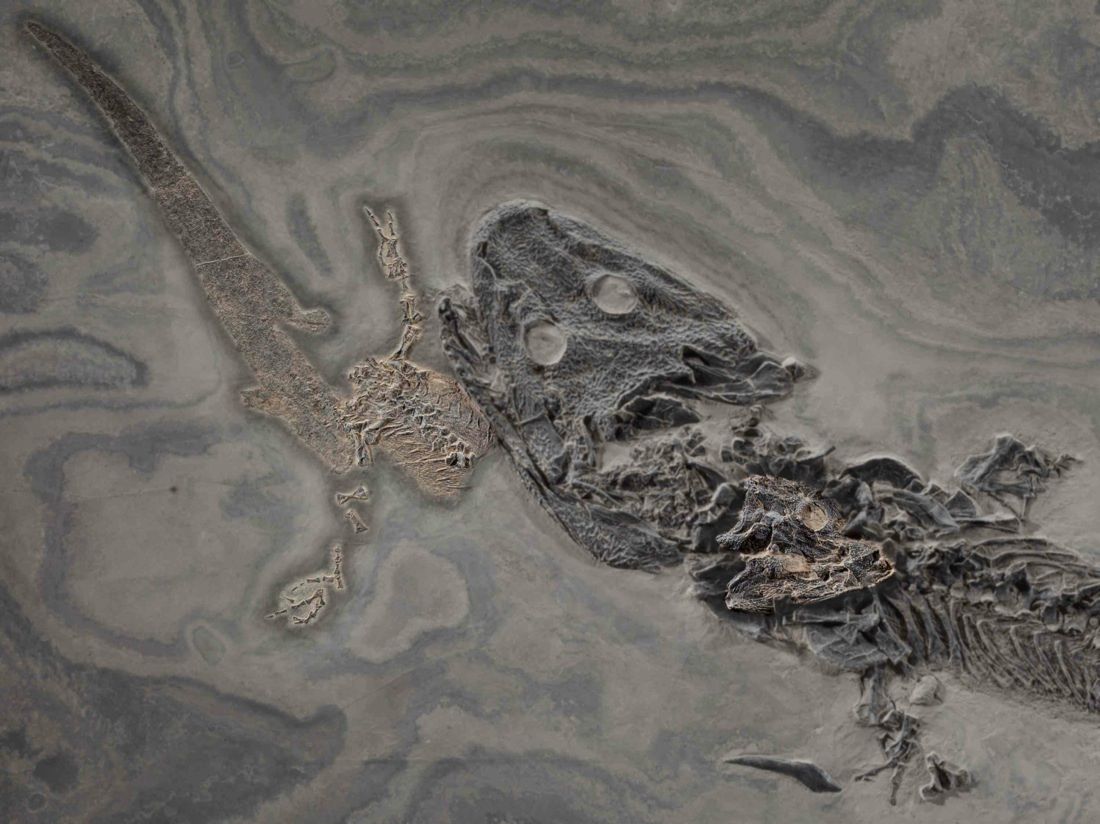 Nearly 300 million years ago, a large predatory amphibian known as &lt;em&gt;Sclerocephalus haeuseri&lt;/em&gt; died while eating what may have been a smaller member of its own species. 