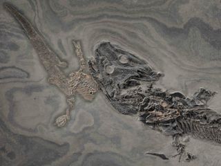 Nearly 300 million years ago, a large predatory amphibian known as <em>Sclerocephalus haeuseri</em> died while eating what may have been a smaller member of its own species. 