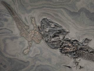 Nearly 300 million years ago, a large predatory amphibian known as <em>Sclerocephalus haeuseri</em> died while eating what may have been a smaller member of its own species.