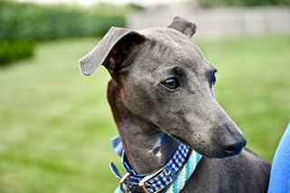 Italian Greyhound