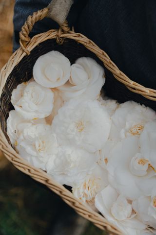 Camellia flowers harvested at The Chanel Open-Sky Laboratory in Gaujacq