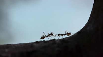 Best outdoor ant repellent