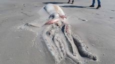A half-buried giant squid on the beach at Farewell Spit nature reserve in New Zealand.
