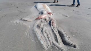 A half-buried giant squid on the beach at Farewell Spit nature reserve in New Zealand.