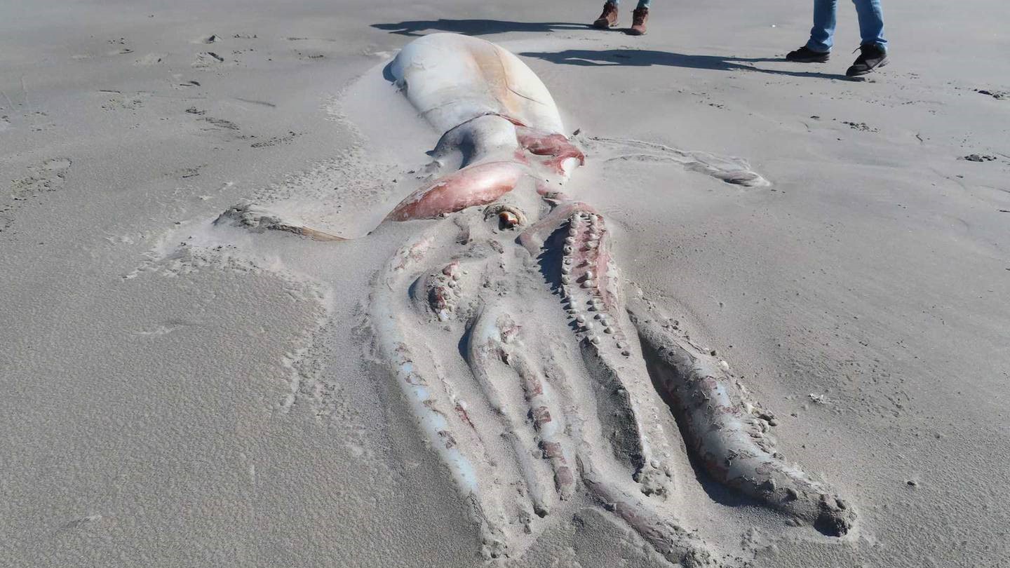 A half-buried giant squid on the beach at Farewell Spit nature reserve in New Zealand.
