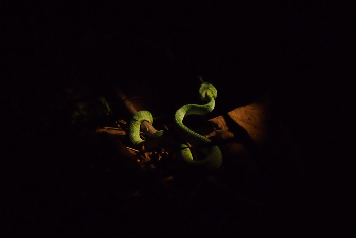 a venomous pit viper native to Borneo