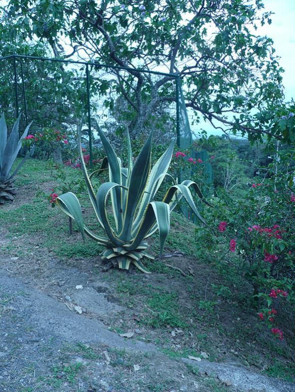 There is all sorts of tropical vegetation.