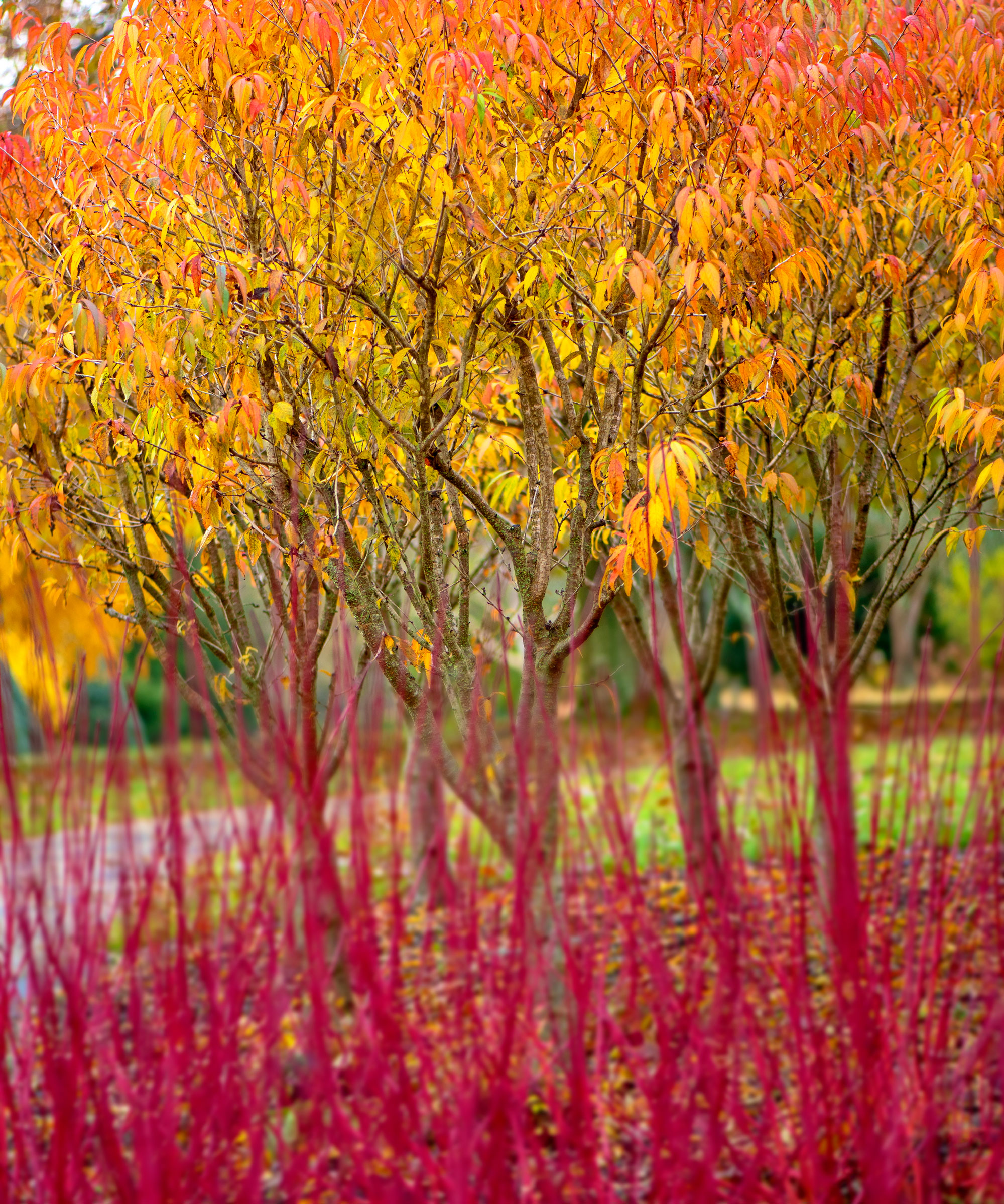 red winter dogwood stems and orange prunus Incisa leaves in landscape design