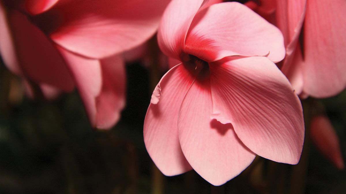 Get more from your camera's built-in flash | Digital Camera World